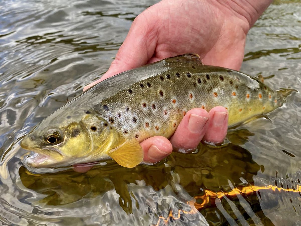 I’ve been a member of Llandeilo AA for over 35 years, and today I fished waters I’ve never ventured to before. It was a long walk but well worth the effort. I also ditched the nymphs for a team of 3 spiders and it reminded me just how devastatingly effective this technique is!