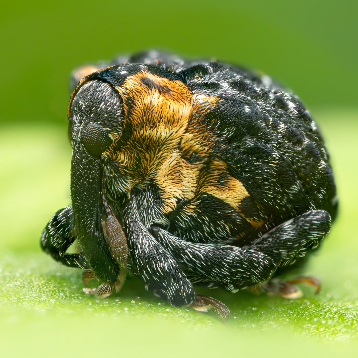 Tim Jonas tweet media