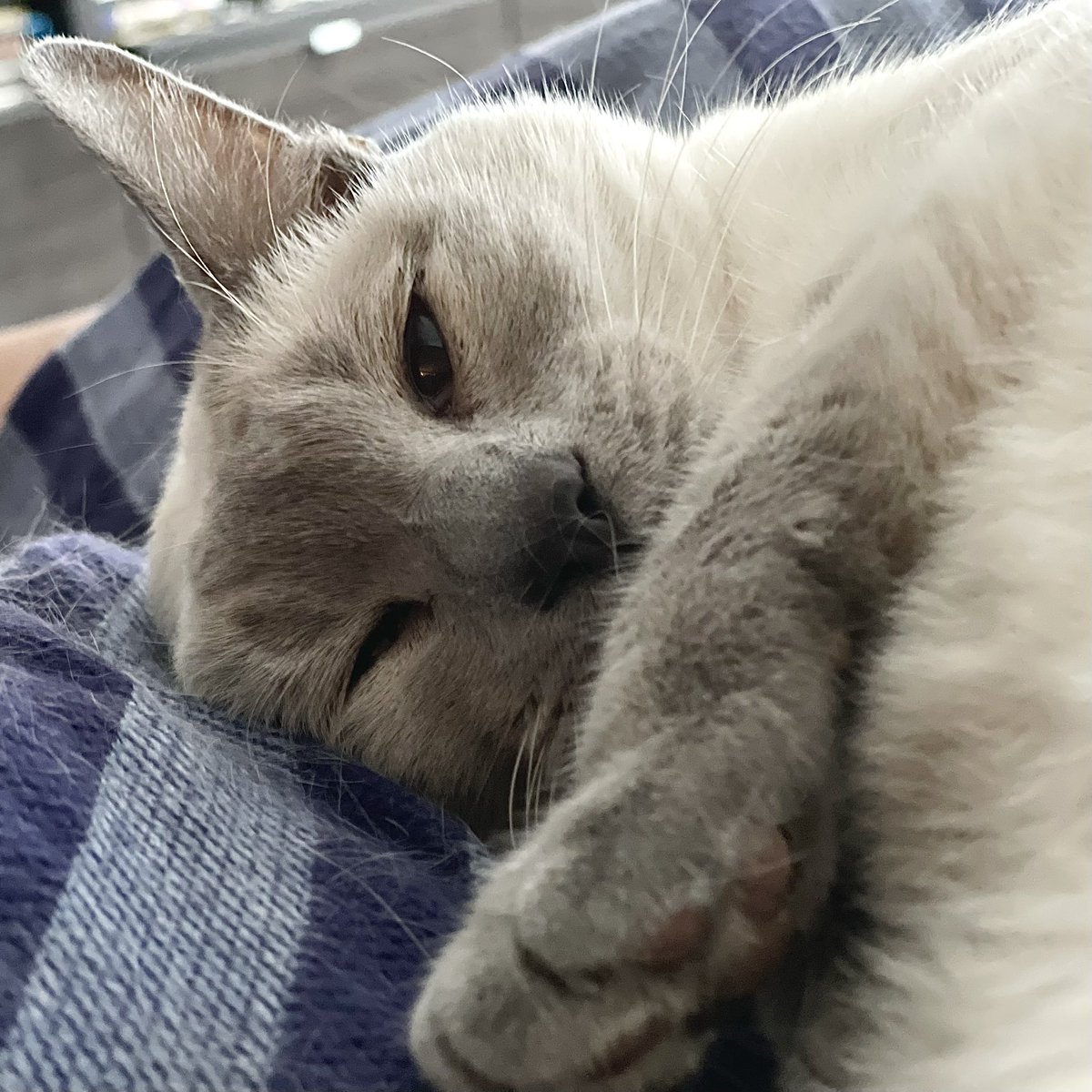 Gary Lee tweet media