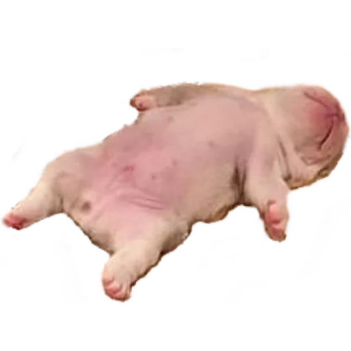 JaspinoG's tweet photo. bueno llegamos a los 100 SUBS!! hace ya rato :v
por eso quiero hacer un especial Bv

HAGAN SUS PREGUNTAS CON EL #GaspinResponde PARA LUEGO SACARLAS EN EL ESPECIAL DE 100 SUBS :D

conchetumare la originalidad... https://t.co/6xtq1ntpSL
