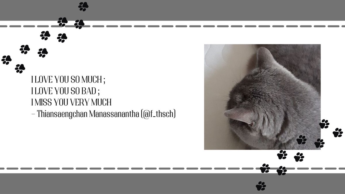 this gray scottish fold is so shine when he sleeps tweet media