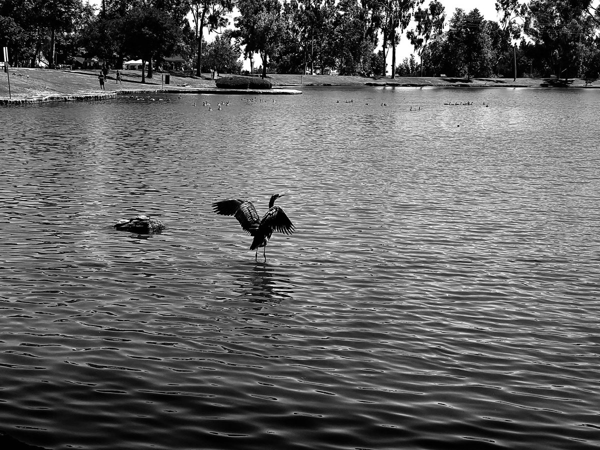 eilnshah's tweet photo. In flight #bird #cormorant #flight #lake #nature #park https://t.co/W5qkeOVA4a