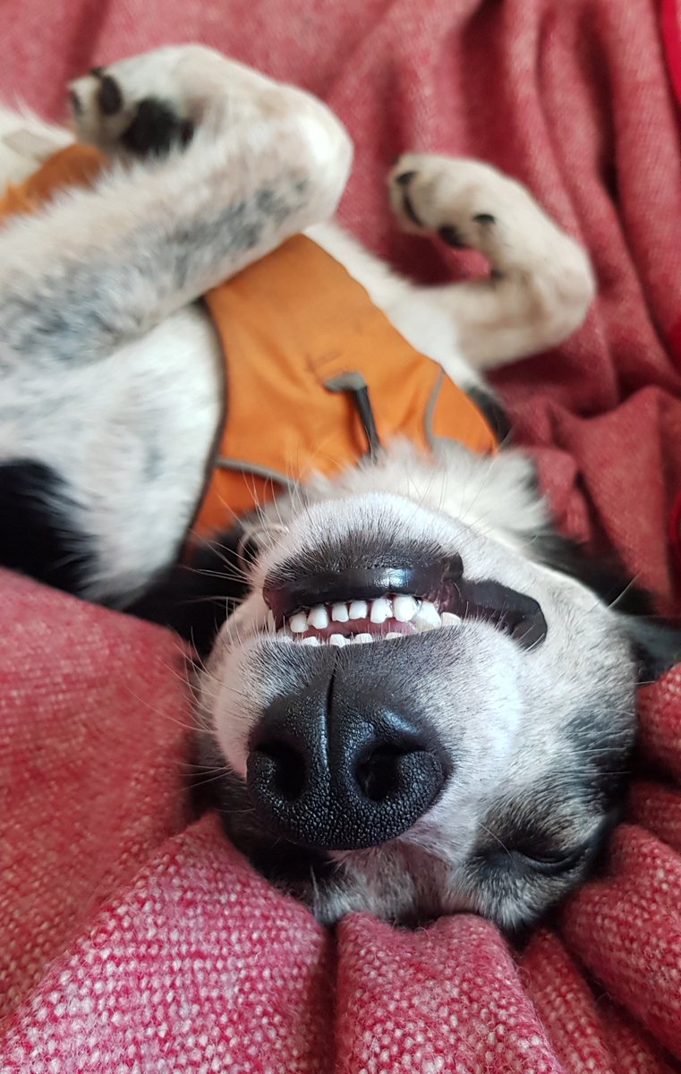 Been a long day supervising allotment work, meeting the locals, and then discovering cuddles on the couch 😊 #BorderCollie