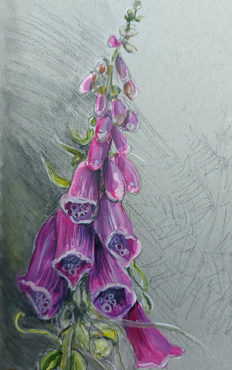 kate_pettitt's tweet photo. #ffion #foxglove #sketchbook #eryri #eryrinationalpark #snowdonia #katepettittartist #meirionnydd #rhinogydd #mountainflower https://t.co/0Ix28vBzWR