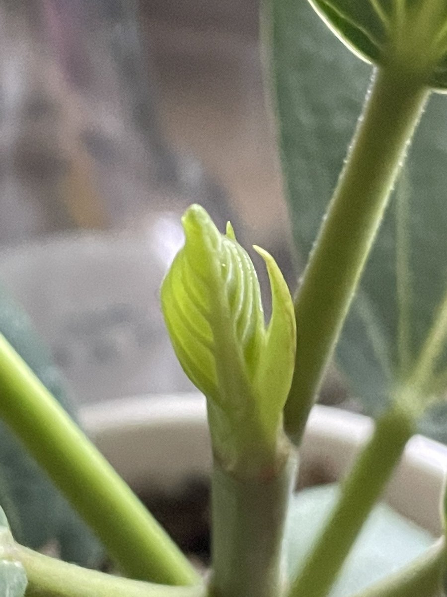 BeebyJenna's tweet photo. I get SO EXCITED when my plant starts growing a new leaf #audrey https://t.co/lNWCzjquYO