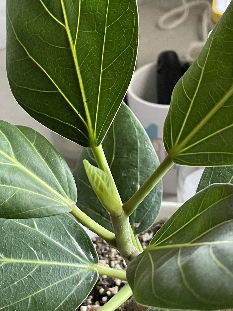BeebyJenna's tweet photo. I get SO EXCITED when my plant starts growing a new leaf #audrey https://t.co/lNWCzjquYO
