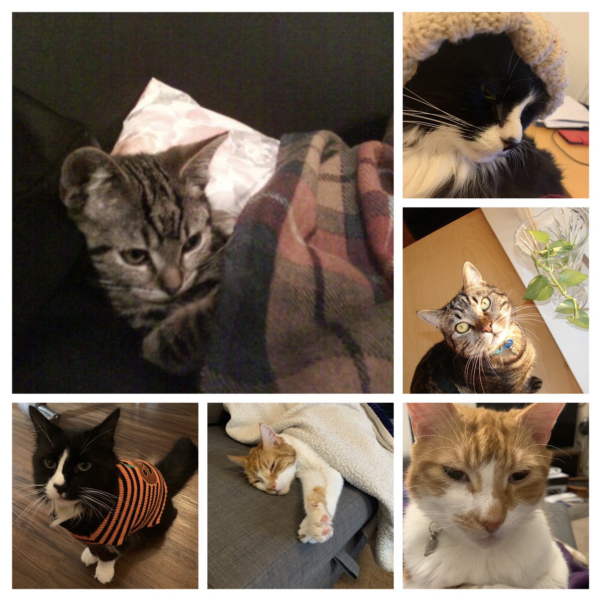 DrElePeri's tweet photo. @kedi_sofa Keep the faith petite Kedi! Keep strong, keep eating and keep well! My boys (Timmy, Scruffy and Ninja) are watching you from heavens &amp; sending you many many wishes. https://t.co/GtXq1AaGH0