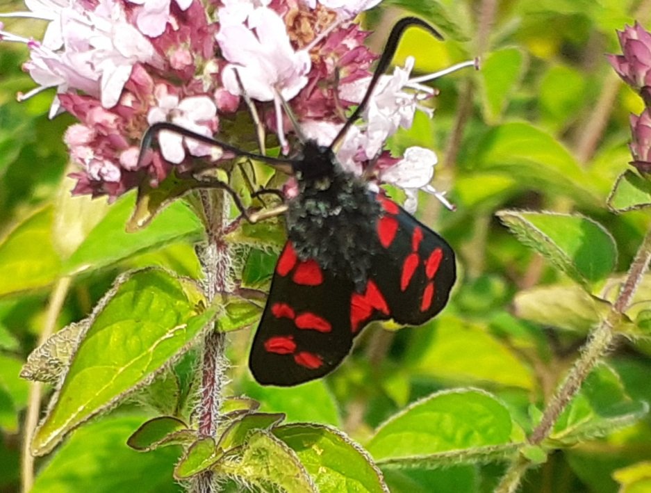 I've not photographed anything interesting for a while.  But I photographed a Six-spot Burnet moth today and a Lesser Stag Beetle.  So my Twitter account is back in business.📸🙂

🌱#greenishodyssey