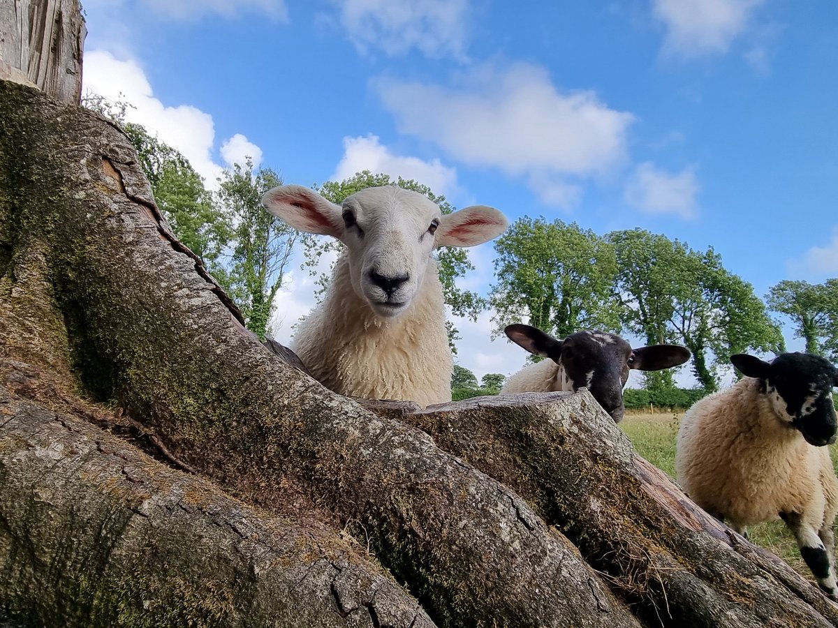 Love a trip back home 🥰 #farmlife #sunnysaturday #sheepfarming