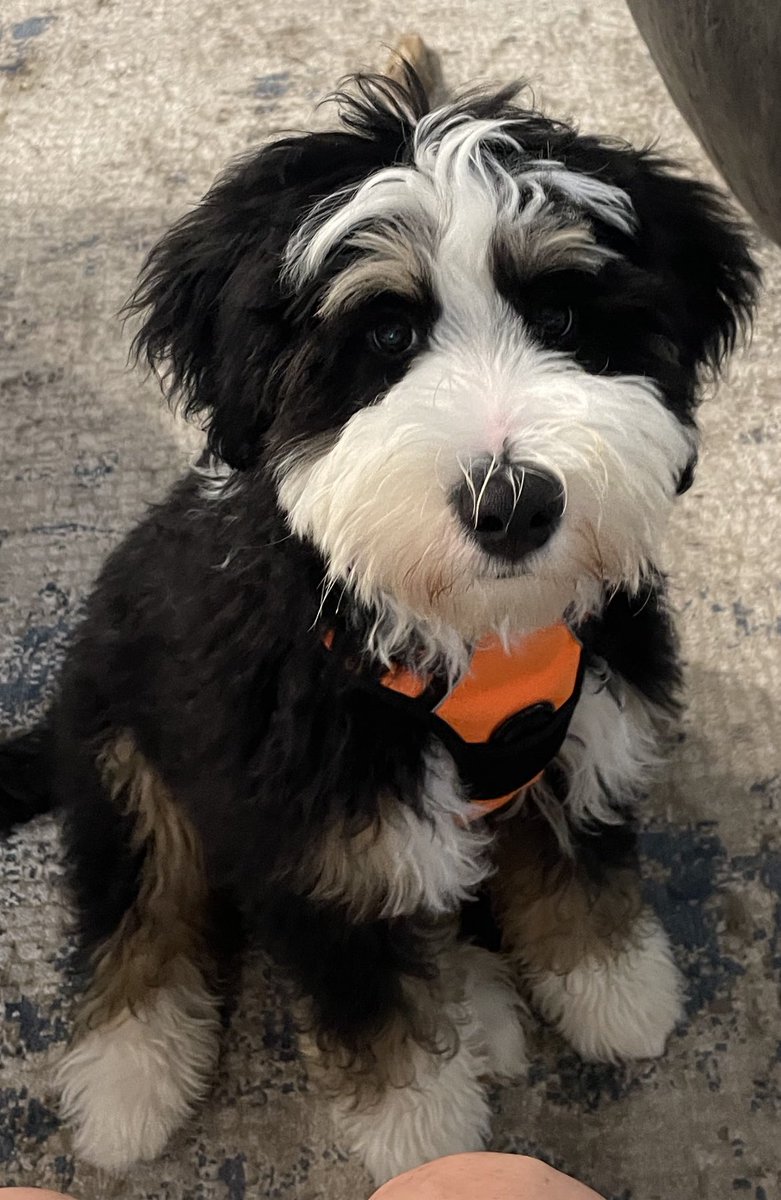 This happened. And we're grateful. Welcome, Larry! He's a bernedoodle. Mini. We hope. 🤞🏼🤞🏼❤️