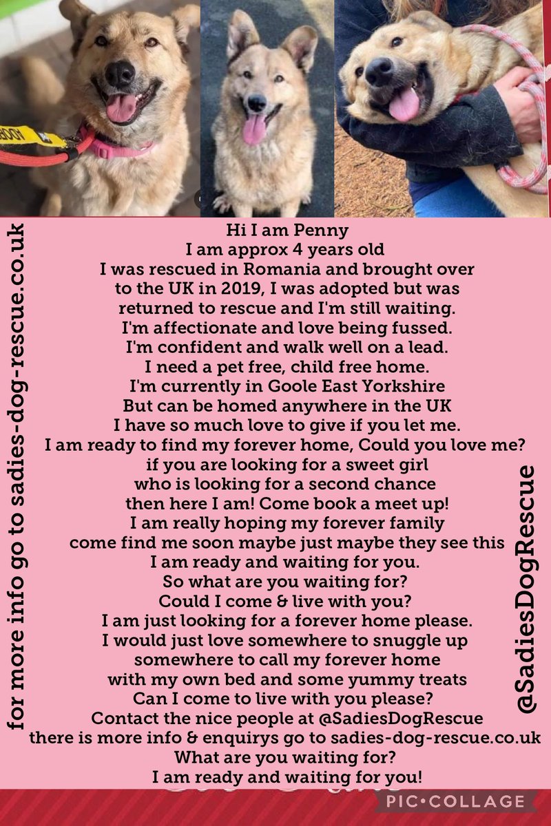 A home anywhere in the UK is needed 🏡 So Lets hope our #OTLFP tweets can help Penny from @SadiesDogRescue find a furever home Let's RT RT RT RT for her & lets keep out paws crossed we can help find a #foreverhome 🏠 #AdoptDontShop Send all enquiries here➡️sadies-dog-rescue.co.uk