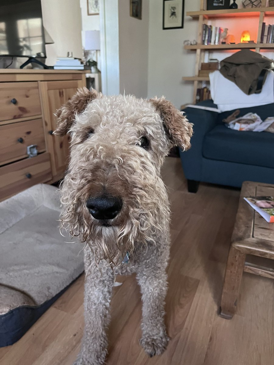 Please say hi to Baxter as one of your 600 posts a day. 🐕 😊