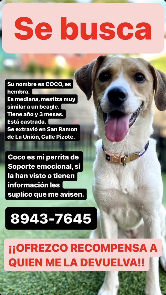 Hola gente, se perdió Coco en Tres Ríos, por favor ayúdenme a compartir para poder dar con ella 🙏🏻 les agradezco millones 🥺🙏🏻 si alguien la vio o la ve pueden escribir al número de la publicación o me escriben a mí 😢 GRACIAS