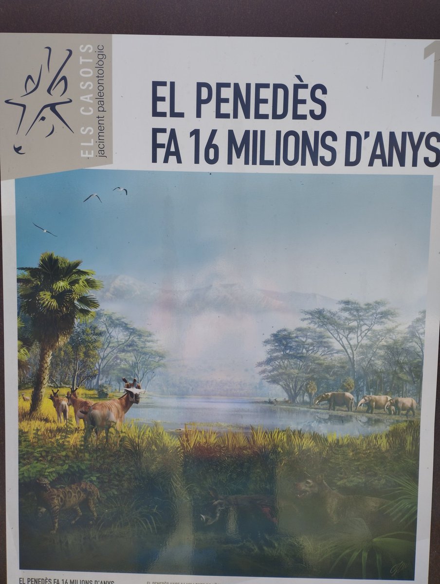 Joel López Parés tweet media