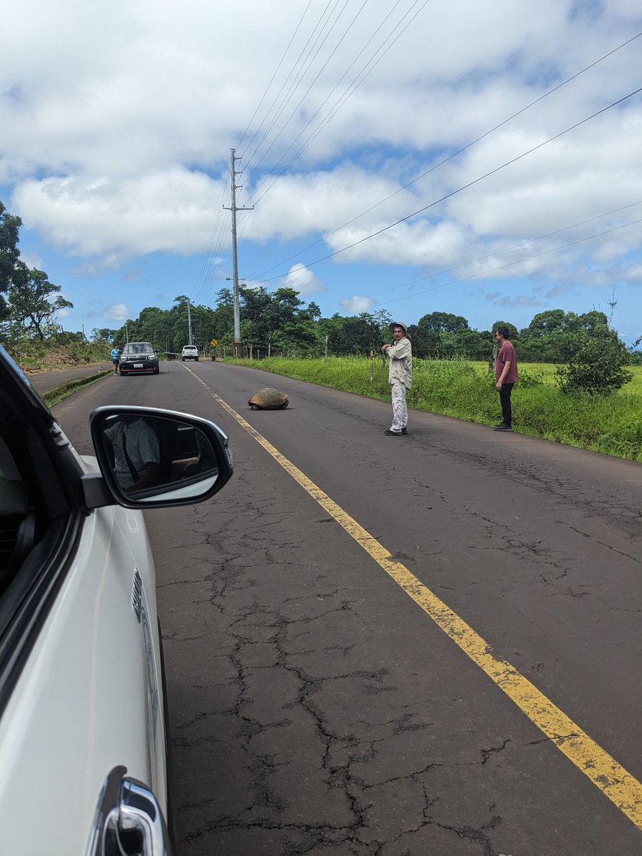 Hey everyone I'm in the Galápagos Islands 🇪🇨 again and it's been great so far, but I'm also here to report a traffic jam on the E5 on Santa Cruz heading south towards Puerto Ayora. Probably won't clear up for some time, consider another route.