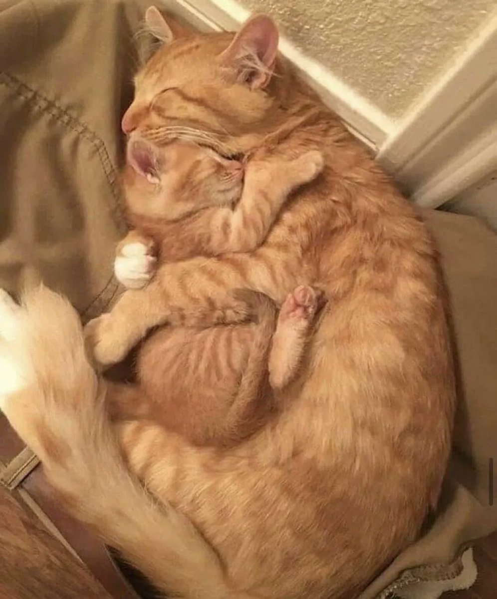The best cuddle...