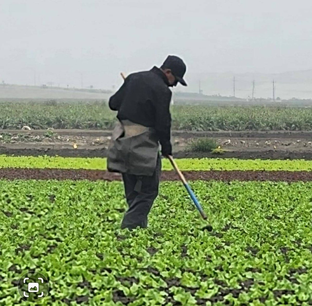 Jose works weeding the lettuce field in Soledad CA. His hands hurt from the repetitive motion of doing this 8 hours a day and his feet are tired from walking the long fields but as a farm worker he is proud of his honest work. The high today was 98°.  #WeFeedYou #CALOR