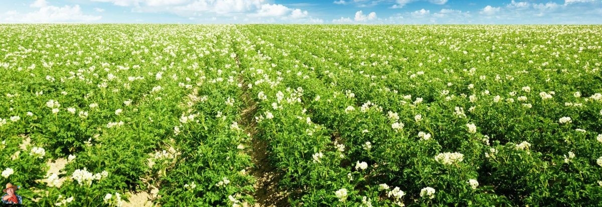 potatosystem1's tweet image. Picketa Systems Deploys New Lens™ Potato Plant Tissue Analysis System, Secures CAD 14M in Seed Round
#PicketaSystems #LensSystem #PotatoFarming #AgriculturalTechnology #PlantHealthAnalysis #ArtificialIntelligence #CropOptimization #Sustainabl...
potatoes.news/picketa-system…