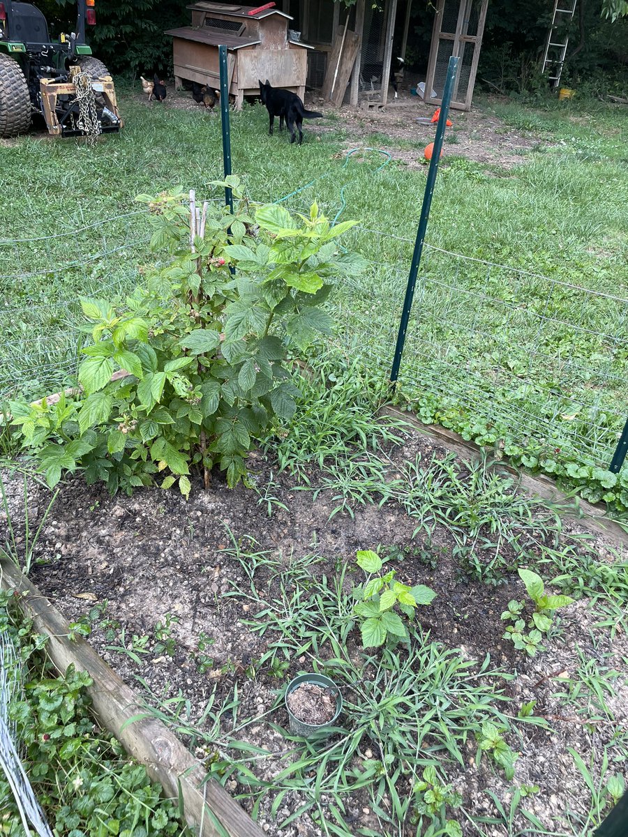 Jennifer Hiltner (@mrshiltnerreads) on Twitter photo Mrs Chaves look! Not only did I not kill it, but I propagated a part that broke off! <a href="/LCPS_Academies/">Academies of Loudoun</a> Ignore the weeds lol Mrs Chaves look! Not only did I not kill it, but I propagated a part that broke off! <a href="/LCPS_Academies/">Academies of Loudoun</a> Ignore the weeds lol