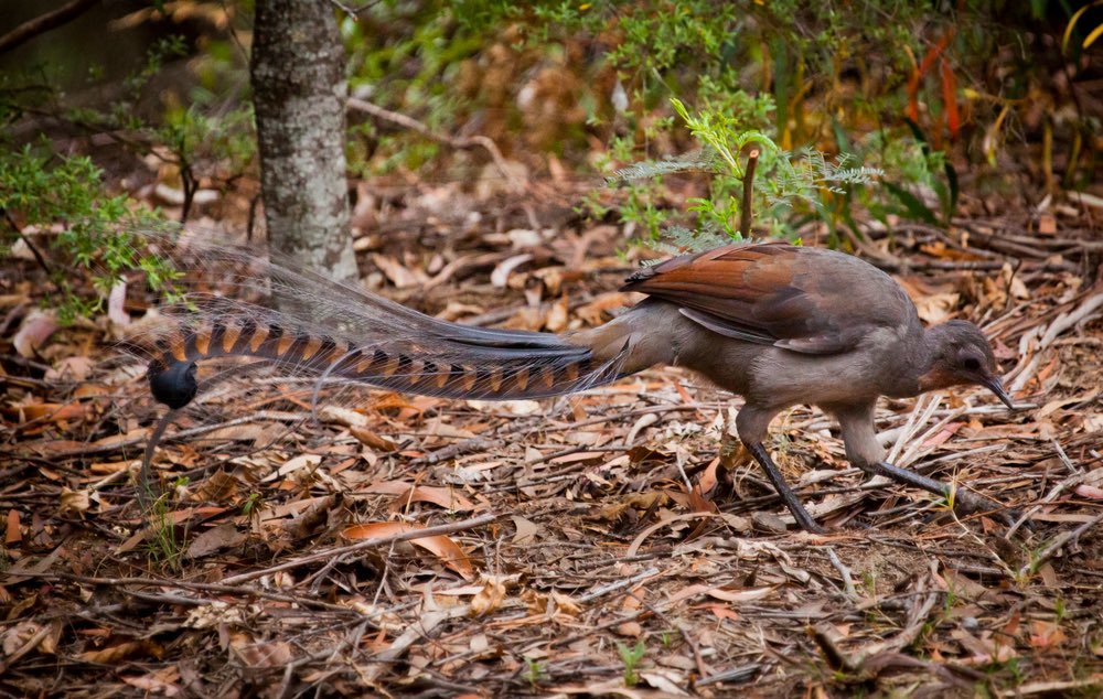 AnimalAddictsP's tweet photo. Check out the Glen of Imaal Terrier, our Favorite Wild Card Birds We Haven’t Already Discussed, the Superb Lyrebird and Nuttall’s Woodpecker, and our Animal of the Week, the Spider-Tailed Horned Viper on Episode 128! #TheAnimalAddictsPodcast  #SpiderTailedHornedViper https://t.co/XU05KgX6Gd