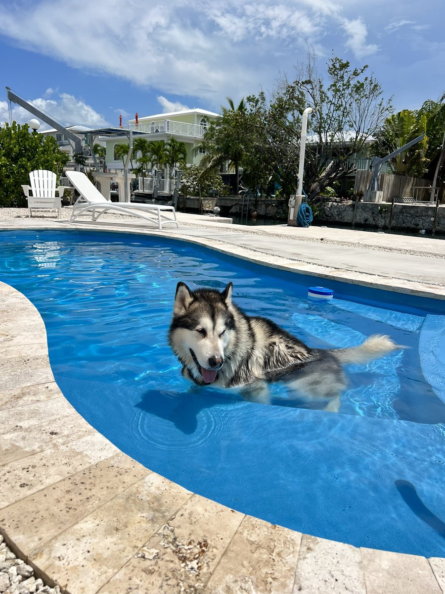 themalamutepack's tweet photo. 💦 Welcome to the Splash zone #summer https://t.co/Mntlbu6vwQ