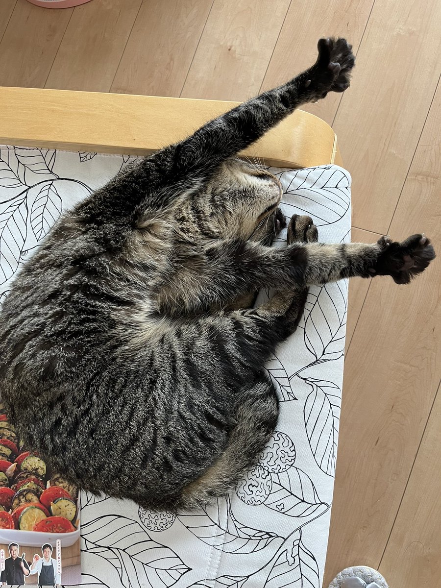 cZrnOEiJCmKd2cT's tweet image. 指先🐾？まで力入れて、ホントに眠れているのでしょうか？
#バンザイねこ
#寝る猫
#かわいい猫