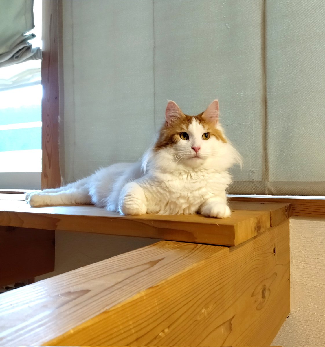 mainecoon_sette's tweet photo. セクシーポーズで おはようございます💕
#メインクーン #メインクーン男の子 #長毛猫 #猫 #猫のいる暮らし #今日の猫 #朝 #おはようございます #横目 #セクシー猫 #maincoon #maincoonlovers #maincoonboy #cat #todayscat #goodmorning #funnypose #sideglance https://t.co/h6RDZ7MOJ0