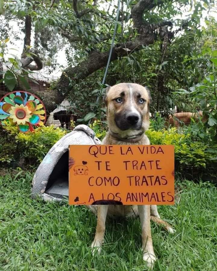 Perrosenlacalle's tweet image. Karma, le dicen, siiiii....