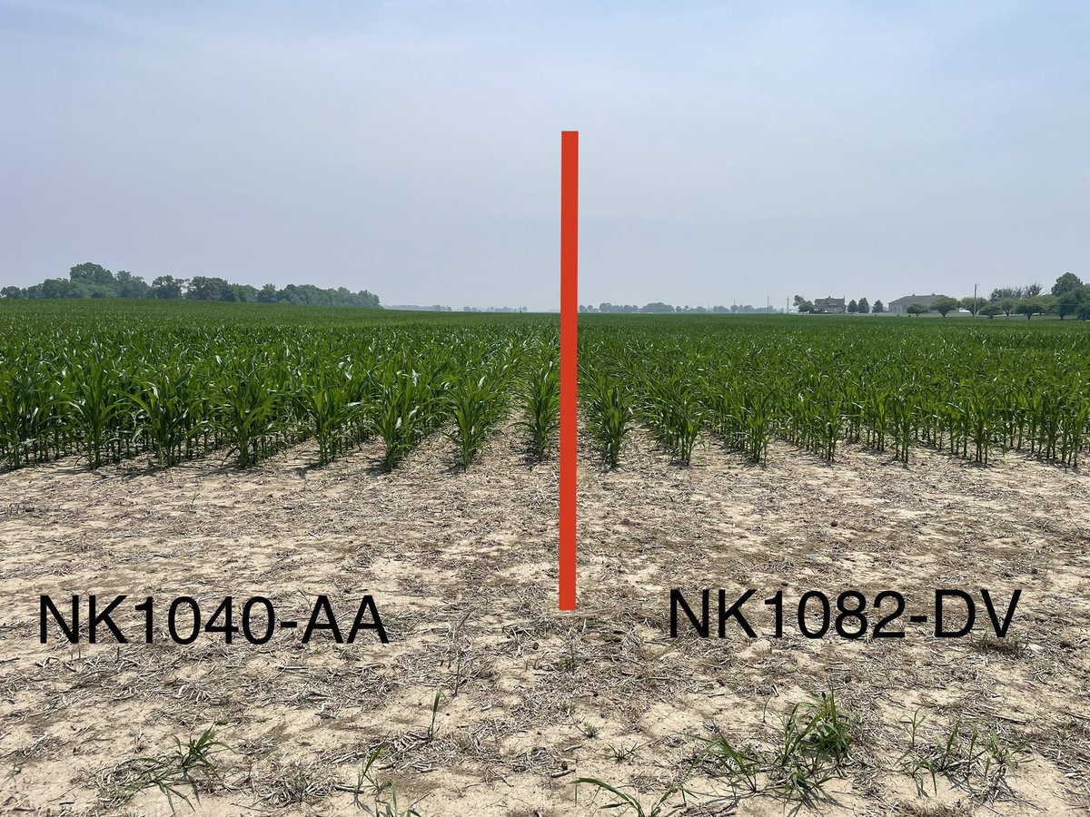 The new NK Corn products are looking good in plots in Central Indiana! <a href="/NKSeeds/">NK Seeds</a> #20in24