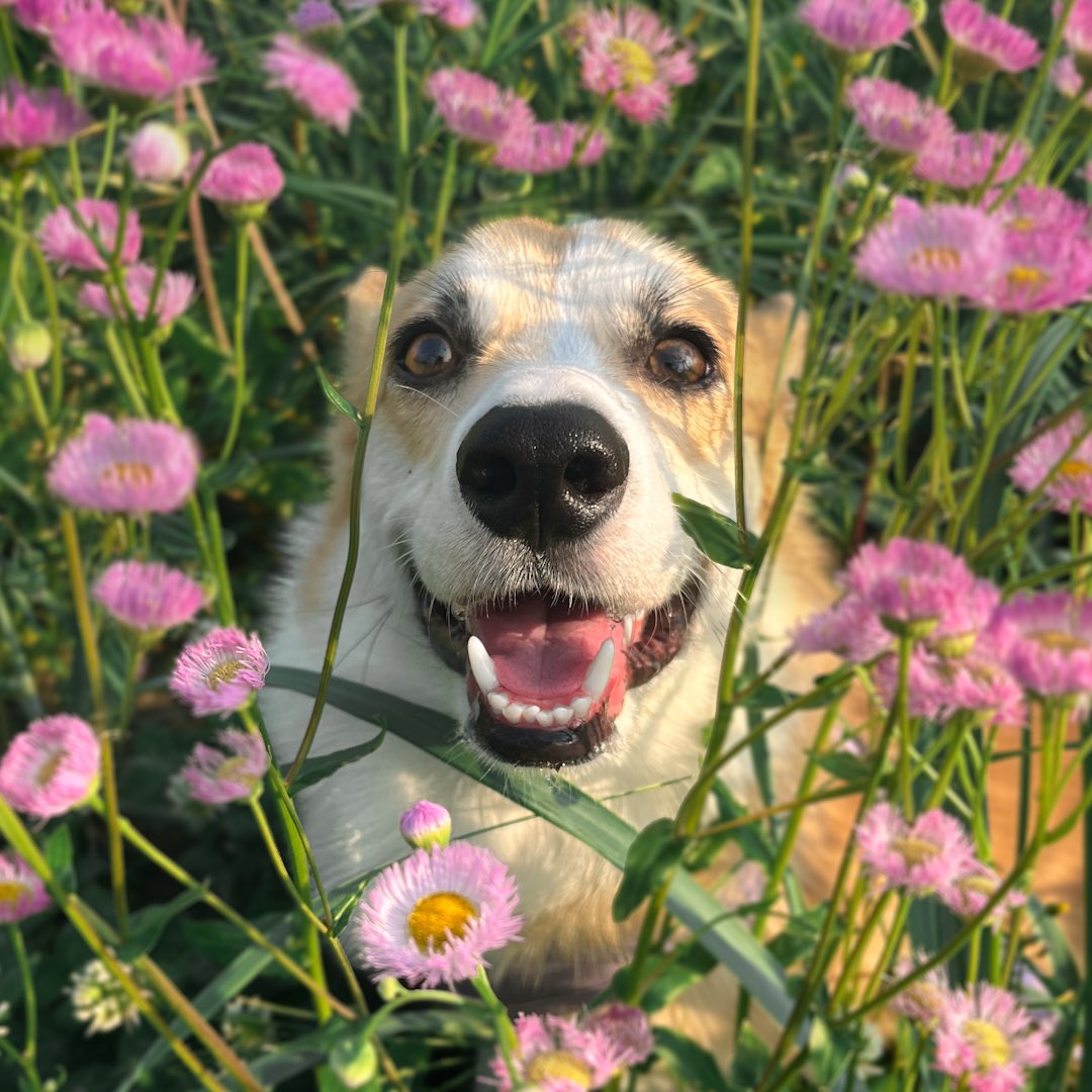 Moka the Corgi tweet media