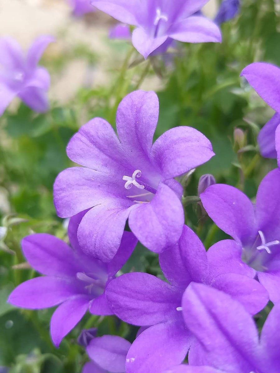 MichellePoet's tweet photo. #yesterdayisgone #yesterdayisover #focus #commitment #courage #poetry #poetrycommunity #poetrylovers #poet #poem #photooftheday #photography #photographer #flowers #flowerphotography #flowerpower #nature #naturelovers #natureinspired #naturephotography #freedom #soul #choices https://t.co/4YEdepvN9k