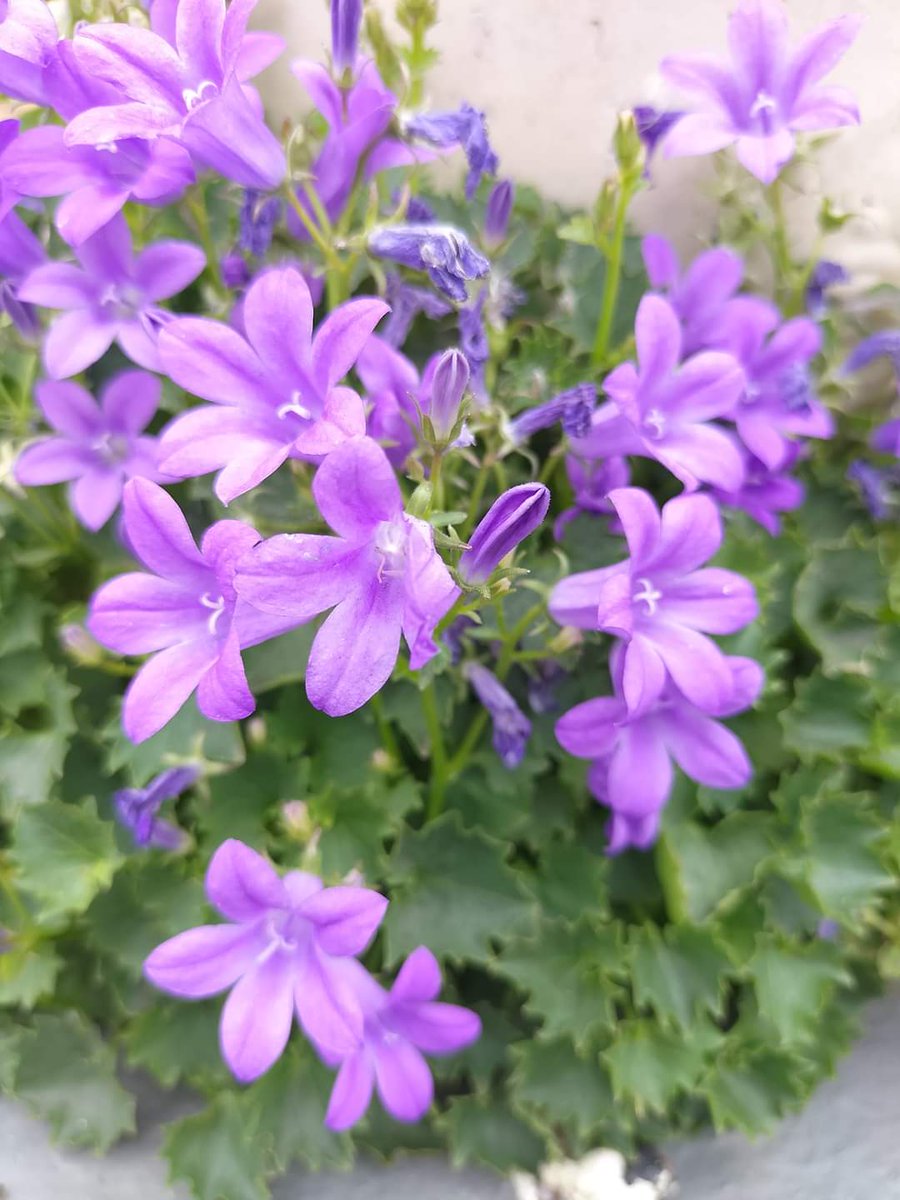 MichellePoet's tweet photo. #yesterdayisgone #yesterdayisover #focus #commitment #courage #poetry #poetrycommunity #poetrylovers #poet #poem #photooftheday #photography #photographer #flowers #flowerphotography #flowerpower #nature #naturelovers #natureinspired #naturephotography #freedom #soul #choices https://t.co/4YEdepvN9k