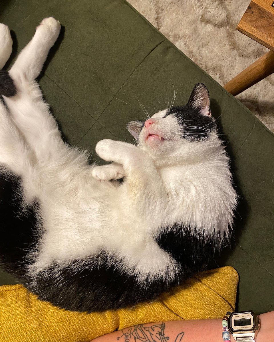 dreaming of smoked salmon probably