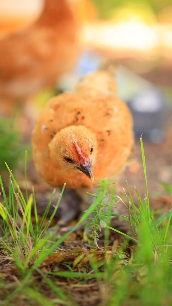 pocketmacro's tweet image. Luna loves all her little babies 🥰, and she is a great fluffy chicken mom 😁 #silkies #chickens #fluffychickens #silkiechickenshttps://instagr.am/reel/CuF7hJ1Lzan/