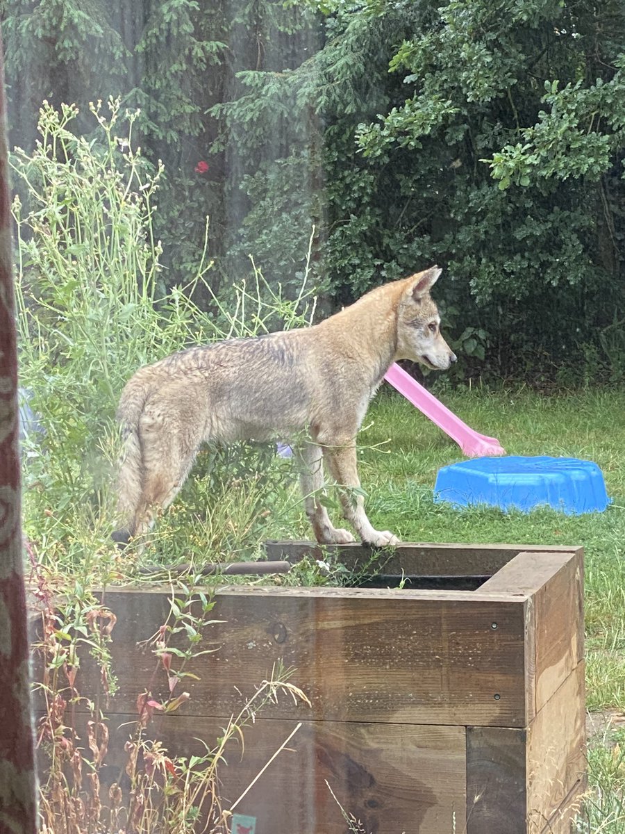 Claire Mitchell tweet media