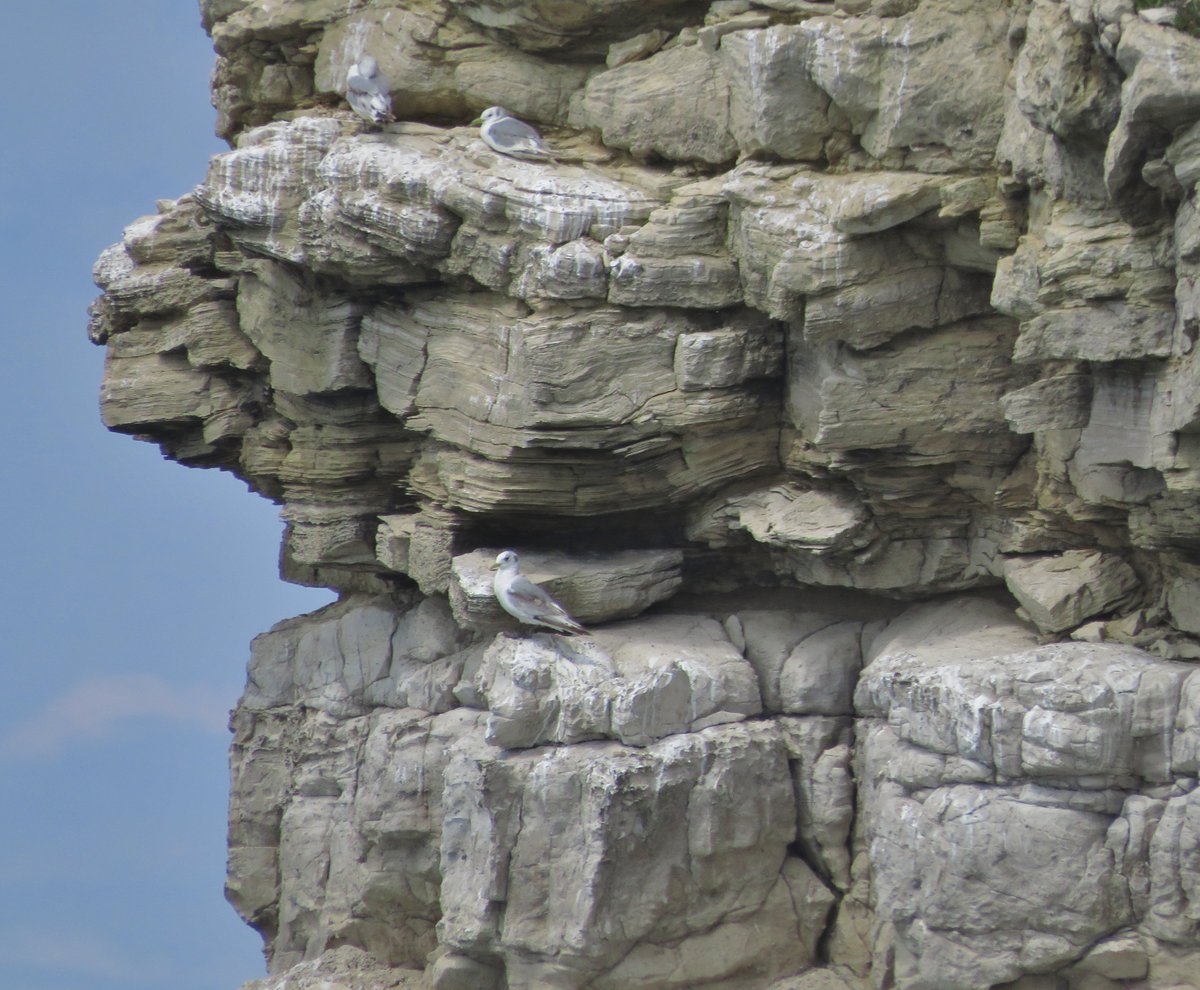 A #Portland #LittleOwl had just coughed up a pellet & it  made it boss-eyed! 🤣🤣  A few #Kittiwakes on west cliffs. The #OYC parents at #Ferrybridge were running themselves ragged, feeding the chicks.  Loads of #MarbledWhites, #Gatekeepers & #MeadowBrowns. @PortlandBirdObs