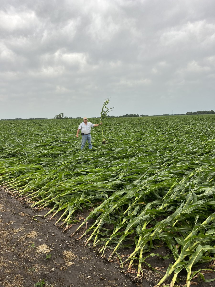 IL Corn tweet media