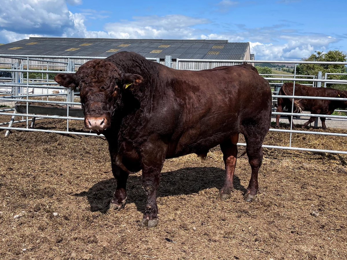 alexandre123698's tweet photo. Mickleton Mill Rock (Polled), deux ans.
Elevage Mickleton Mill Salers. #Salers #polled #perfection https://t.co/nIbsAifSJb
