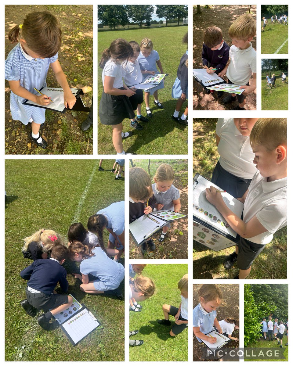 Year 3 have been investigating the biodiversity of our school grounds in our Science lessons this week. 🐞 🐛 🐜 🦋 🐝 🪱 <a href="/BarntonMissR/">Miss Rutter</a>  <a href="/BarntonMrsL/">Alison Lawson</a> <a href="/BarntonMrsSc/">Mrs Scott</a>