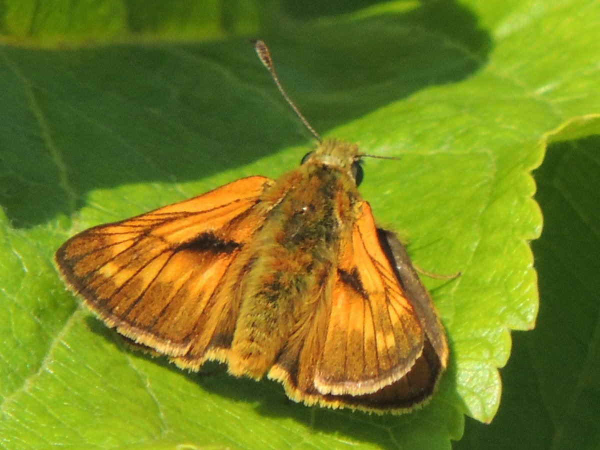 Nominees for best spot on the walking-to-work lists. Black-headed gulls, including 2 juv. already. A goldcrest I actually heard singing. 

But this Large skipper wins. Comma & 'Browns' too. Thank you @LeedsParks for leaving long grass on #WoodhouseMoor.
#Leeds #BirdTrack
