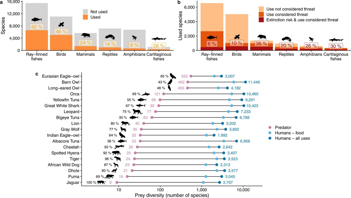 Boris Worm (@cbcoceansguy) on Twitter photo Humans are now using 1/3 of all vertebrates on Earth - almost 15,000 species. This makes us consume up to 300 times more prey items than other comparable carnivore. First study of its kind estimates ecological effects of 'super-predation' <a href="/ChrisDarimont/">Chris Darimont</a> nature.com/articles/s4200… Humans are now using 1/3 of all vertebrates on Earth - almost 15,000 species. This makes us consume up to 300 times more prey items than other comparable carnivore. First study of its kind estimates ecological effects of 'super-predation' <a href="/ChrisDarimont/">Chris Darimont</a> nature.com/articles/s4200…