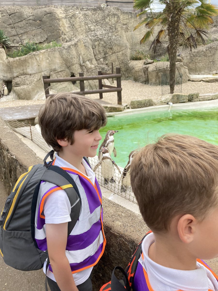 DanesfieldY2's tweet photo. A brilliant trip to The Cotswold Wildlife Park today. Did you know…. A giraffes tongue is a purple/black colour to protect it from the sun? 🦒 https://t.co/NY5C7EA5c3