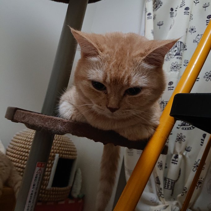 公式の 猫が好き様 専用 2点おまとめ シャツ/ブラウス(七分/長袖