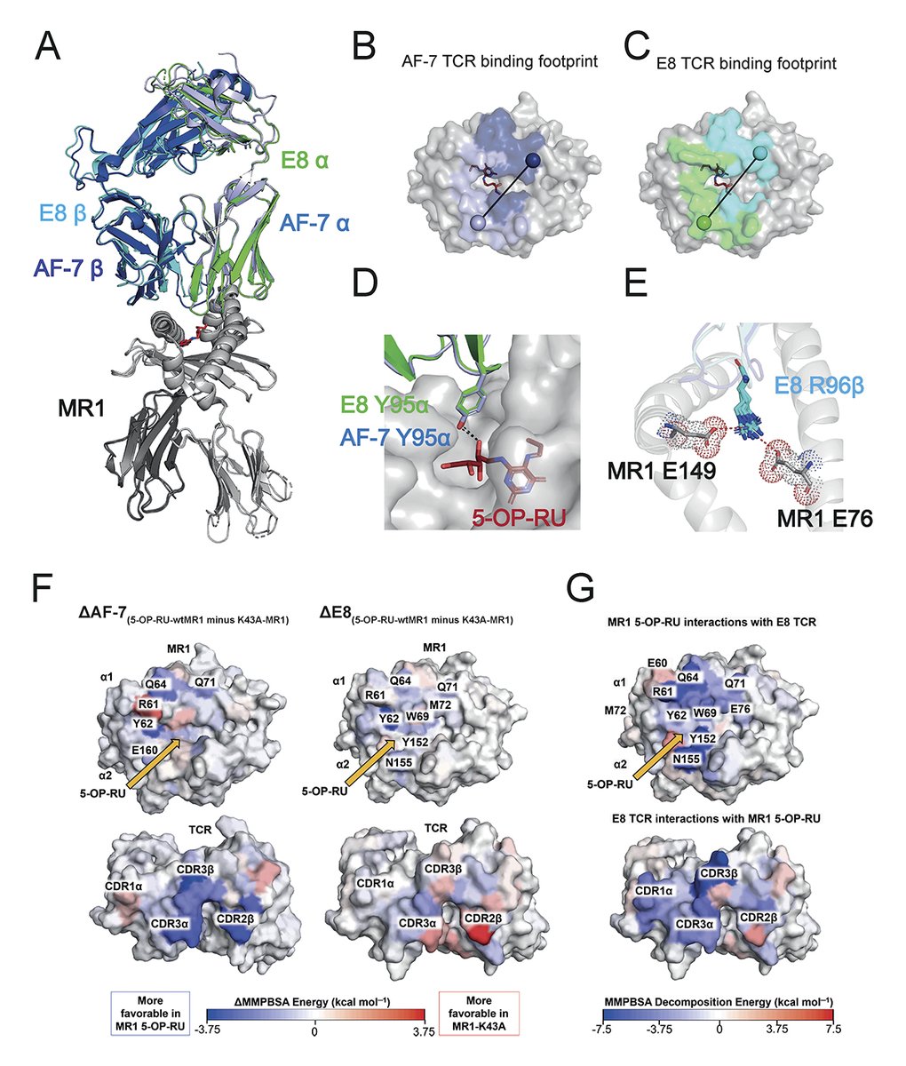 Journal of Experimental Medicine (@jexpmed) on Twitter photo Chancellor, Simmons, De Libero <a href="/UniBasel_en/">University of Basel</a>, Lepore et al. show that promiscuous recognition of MR1 by canonical MAIT TCRs endowed w/ dual reactivity to both microbial and self-antigens enables MAIT cell responses in the absence of microbial infection. bit.ly/3JEyJQe Chancellor, Simmons, De Libero <a href="/UniBasel_en/">University of Basel</a>, Lepore et al. show that promiscuous recognition of MR1 by canonical MAIT TCRs endowed w/ dual reactivity to both microbial and self-antigens enables MAIT cell responses in the absence of microbial infection. bit.ly/3JEyJQe
