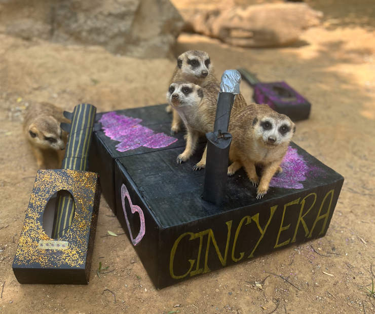 Are you ready for it? The meerkats are! Swiftie Weekend is in full swing at the Zoo! ow.ly/hJPE50P0SyY #cincytstheerastour #tstheerastour <a href="/taylornation13/">Taylor Nation</a> <a href="/taylorswift13/">Taylor Swift</a>