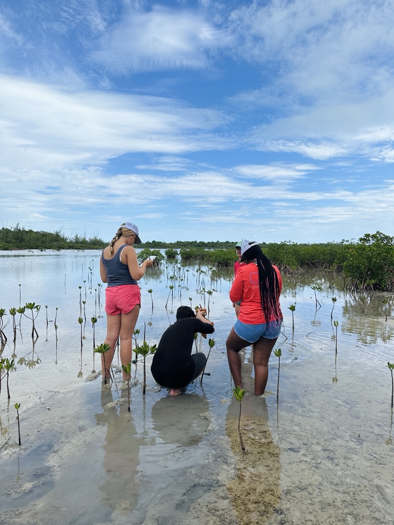 Coastal Ecology and Conservation Lab tweet media