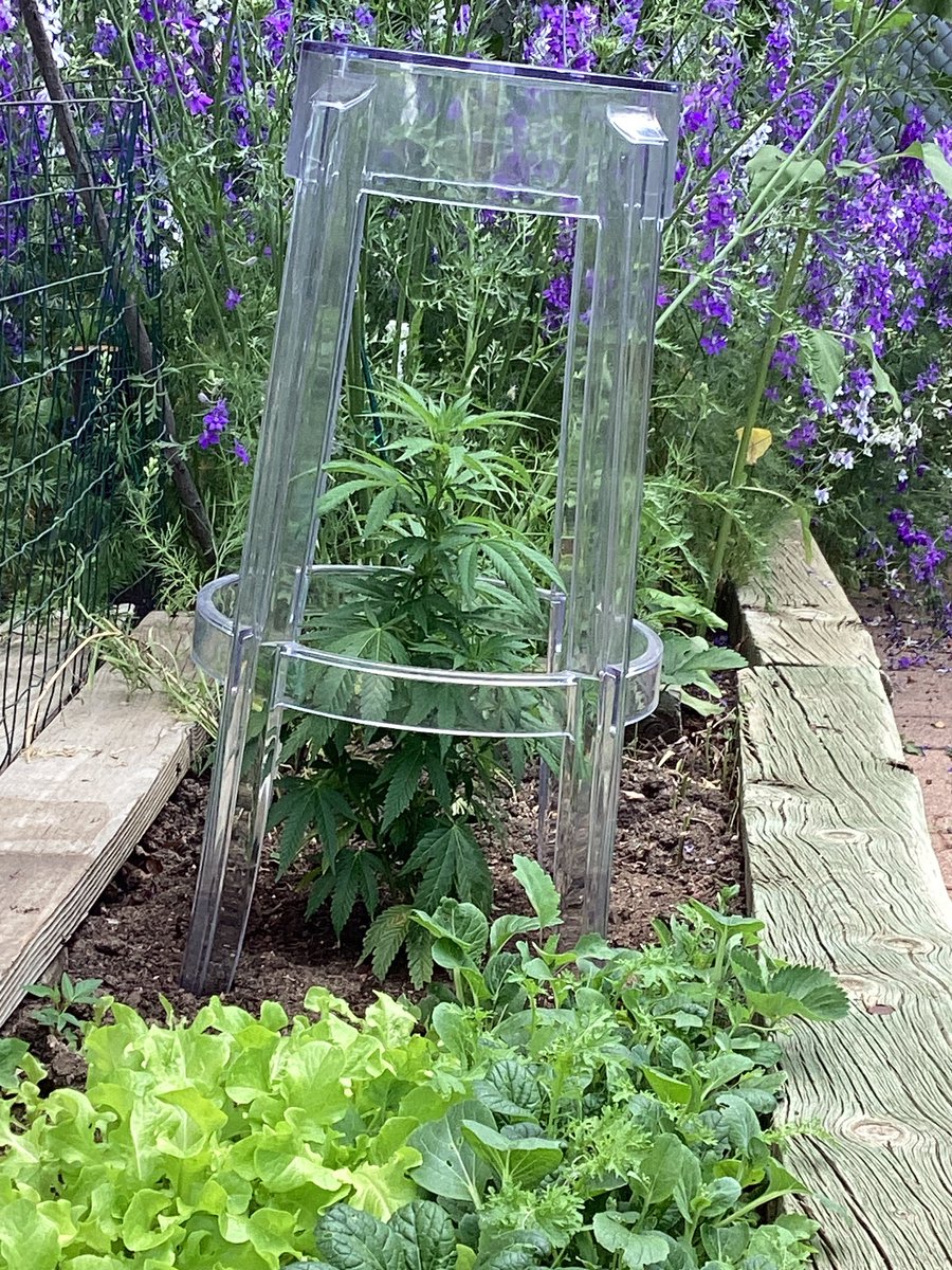 Out here protecting my favorite plant from potential hail. 
#ColoradoGardening #cowx