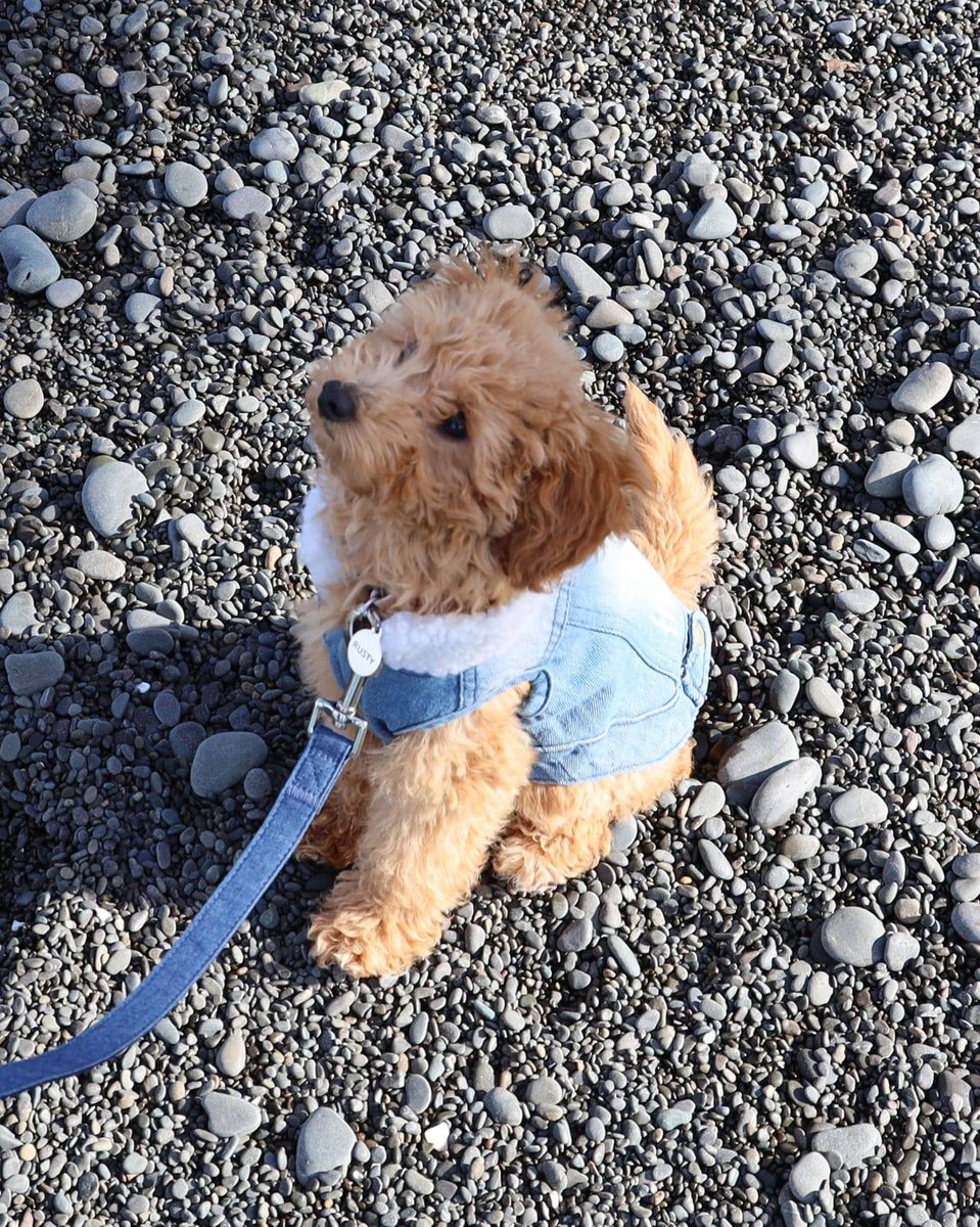 Happy #ThrowbackThursday Here's Rusty the puppy looking damn cute on a rocky beach in Napier 😍

#puppy #dogsoftwitter #doglover #dogmom