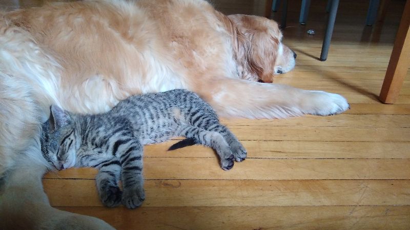 alidawintern's tweet photo. I've been on break from Story Works Round Table podcast. But I have big plans for the future, including Writers Book Club and Writers Circle, an ask me anything office hour for writers! Starting next week. Sign up link in bio. Oh, and I got a kitten!  - https://t.co/1dgjLjoI6X https://t.co/zZ2YKYjJoE