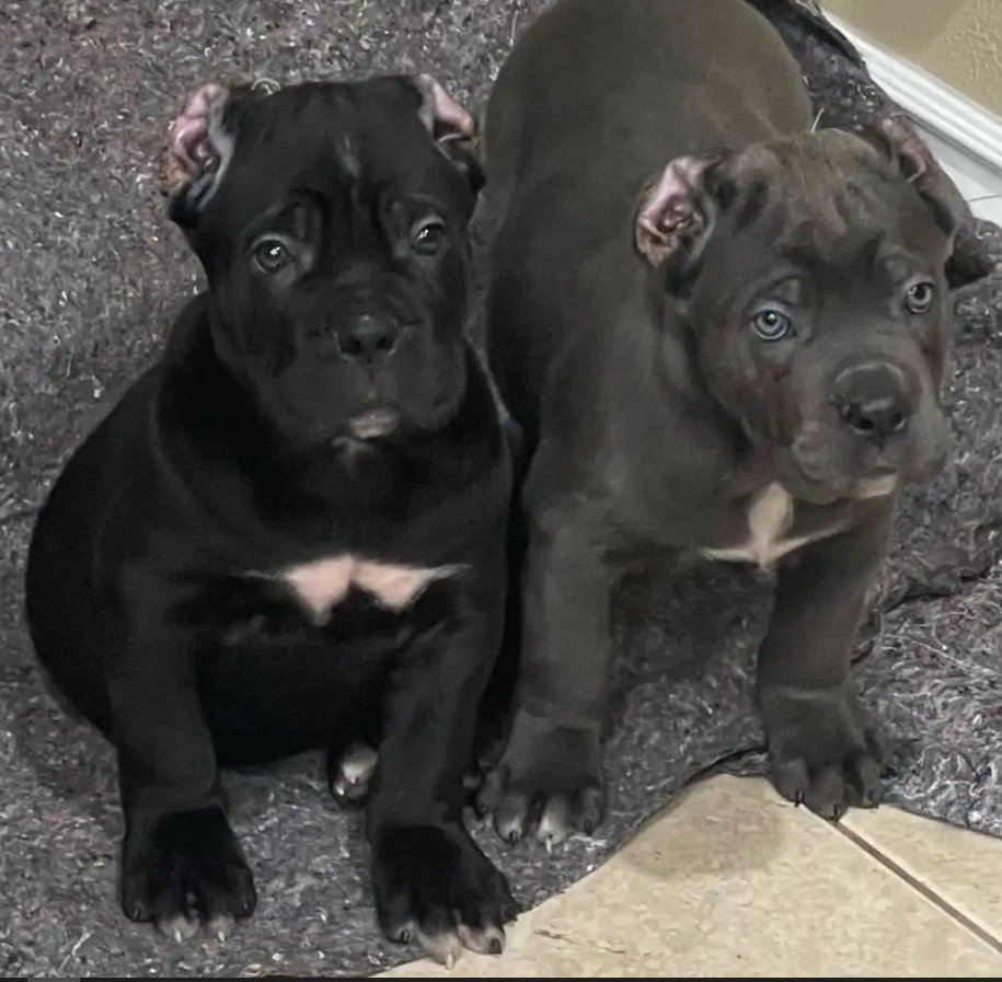 BEFORE you fall in love with those puppy eyes (and you will), learn these 5 things first from our friends at Da Boyz Cane Corso's blog! 

daboyzcanecorso.com/the-cane-corso….

#CaneCorso 
#PuppyLove 
#Puppy 
#TheMoreYouKnow 
#BlogPost